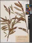 Foto von Salix daphnoides Vill.